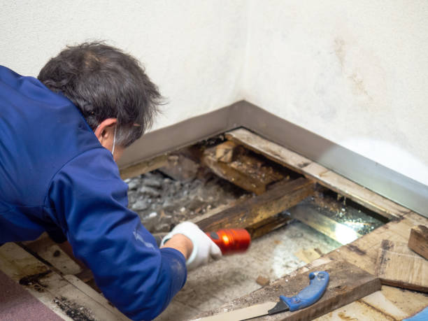Best Industrial Mold Remediation in Edenton, NC