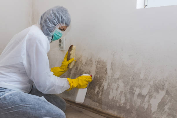 Best Bathroom Mold Remediation in Edenton, NC