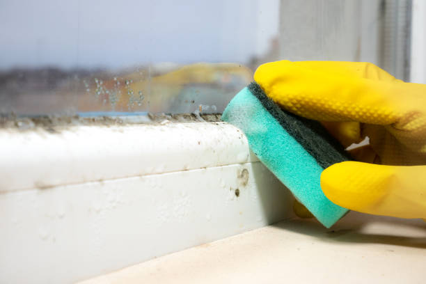 Edenton, NC Mold Remediation Company
