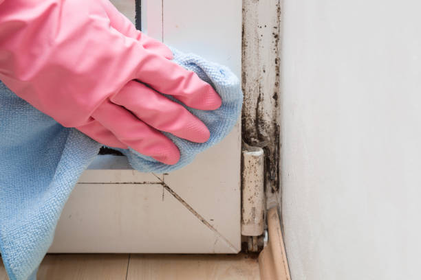 Best Residential Mold Remediation in Edenton, NC